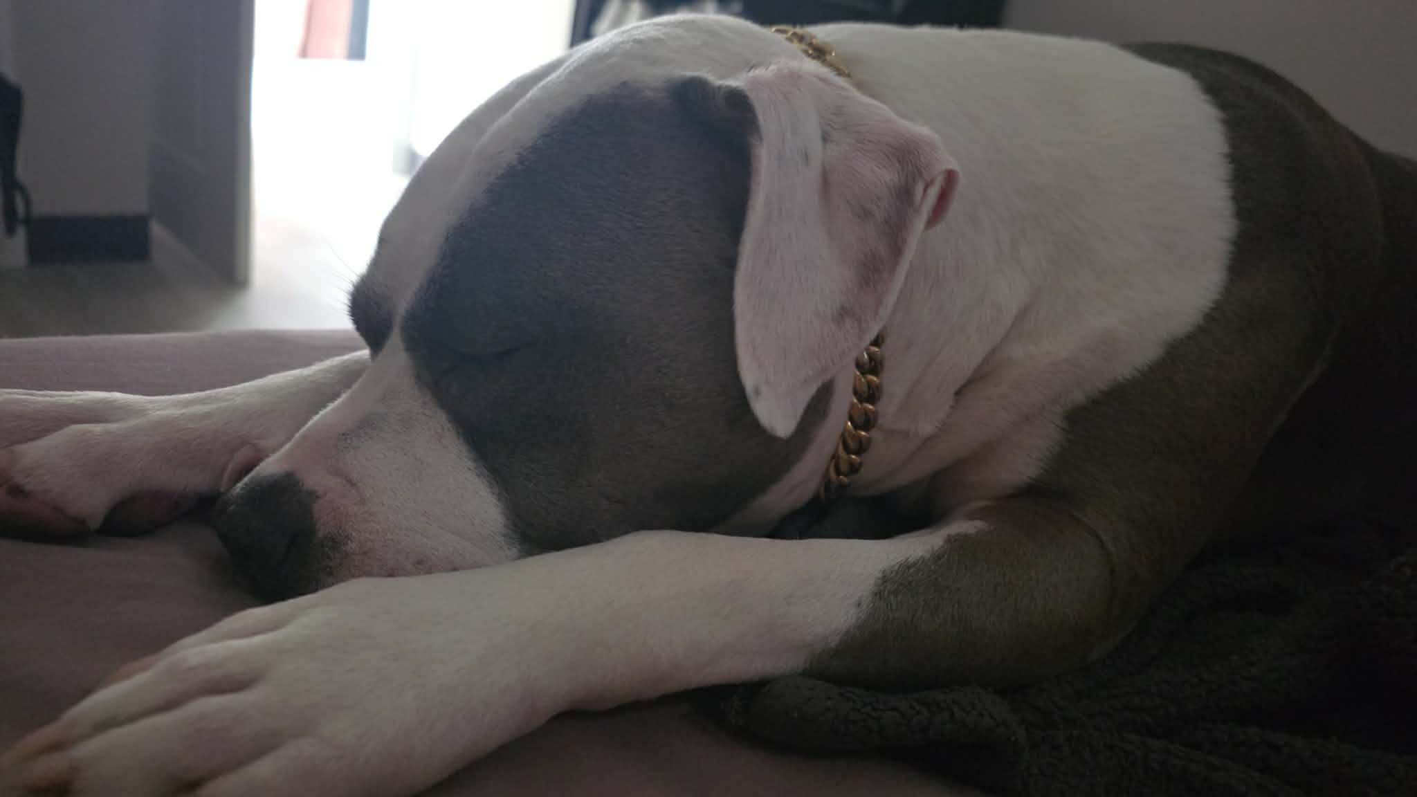 A white and blue dog is sleeping on a brown couch or dog bed.