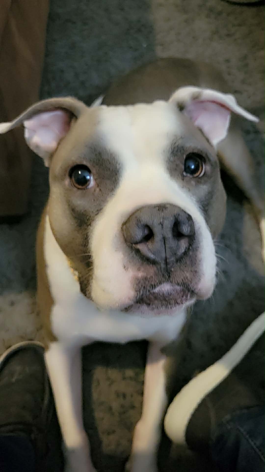 The dog is a small pitbull with white fur and grey patches over a black nose. It has black, shiny eyes that seem to be gaz...